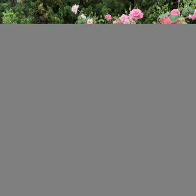Роза Фестиваль де Жардан де Шомон (Festival des Jardins de Chaumont) Шраб Модерн,