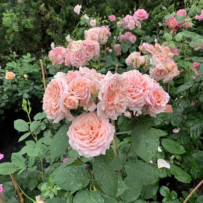 Роза Фестиваль де Жардан де Шомон (Festival des Jardins de Chaumont) Шраб Модерн,
