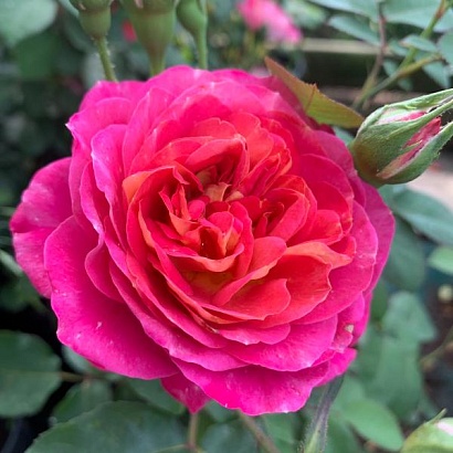 Роза Сантенер де Лей-Ле (Centenaire de l'Haÿ-les-roses), шраб модерн