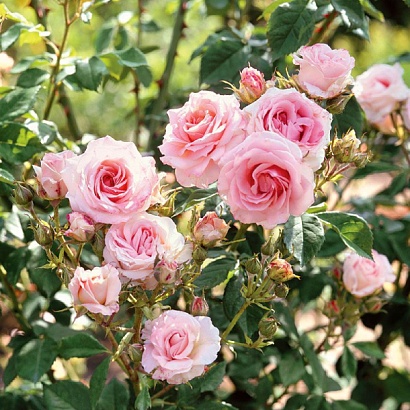 Роза Морден Блаш (Morden Blush) Шраб