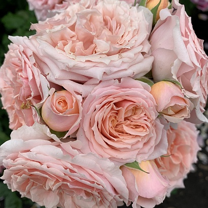 Роза Фестиваль де Жардан де Шомон (Festival des Jardins de Chaumont) Шраб Модерн,