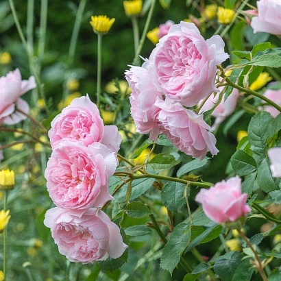 Роза Уизли 2008 (Wisley 2008) Английская роза