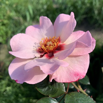 Роза Алиссар Принцесса Феникийская (Alissar Princess of Phoenicia)