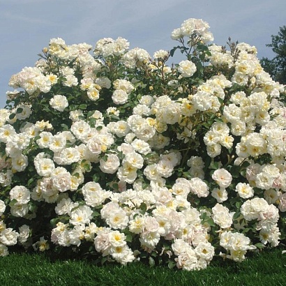 Роза Айвори Дрифт (Ivory Drift) Шраб модерн,Alain Meilland Франция, 2006 г.,,,