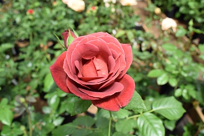 Роза Терракота (Terracotta) Чайно-гибридная