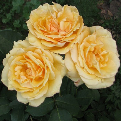 Роза София Ренессанс (Sophia Renaissance) Шраб Модерн,желтый