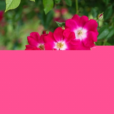 Роза Либертас (Rosa Libertas) Плетистая